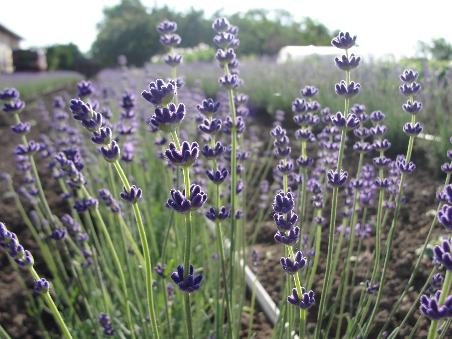 pillanatkép a levendulásból